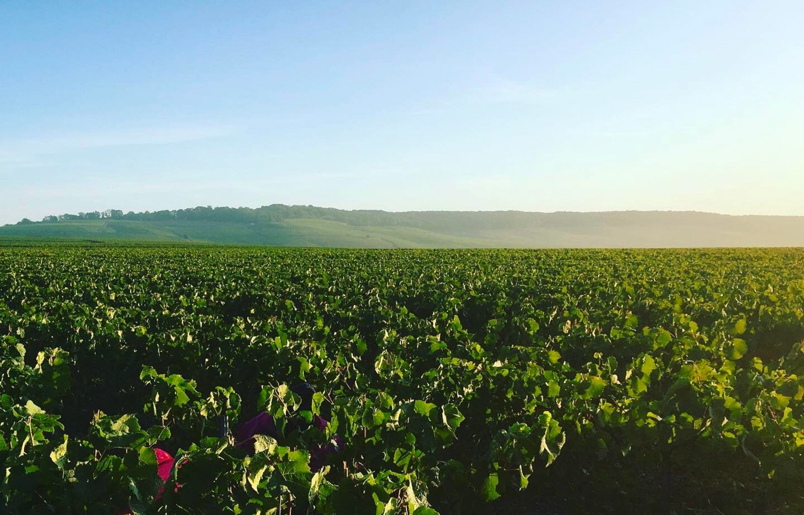 Vignoble Champenois sous le soleil et la brume